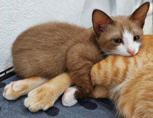 Gatto abbraccia la mamma