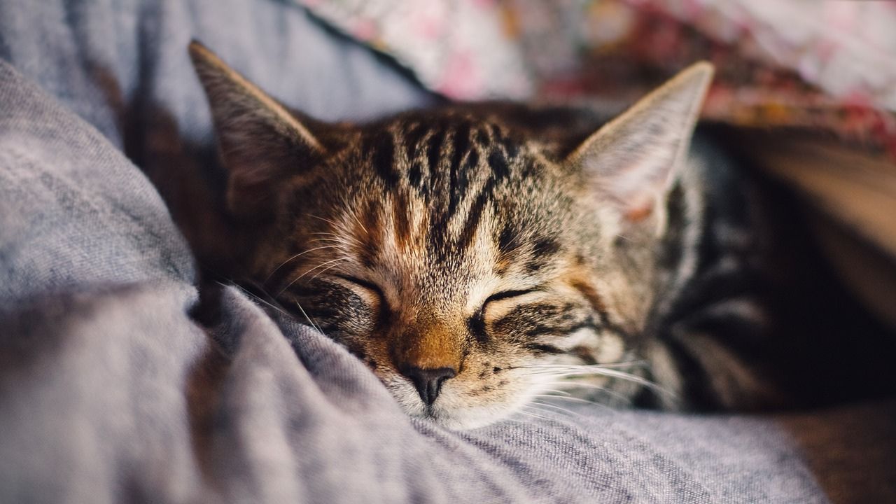 Gattino con gli occhi chiusi