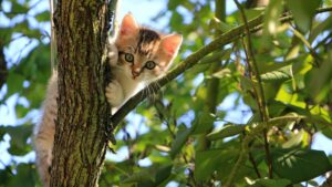 Questi sono tutti i segnali che il gatto ti invia con baffi, coda e occhi