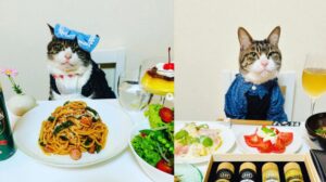 gatto che mangia