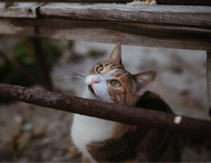 Se il tuo gatto manifesta questi segnali potrebbe avere gravi problemi di stress