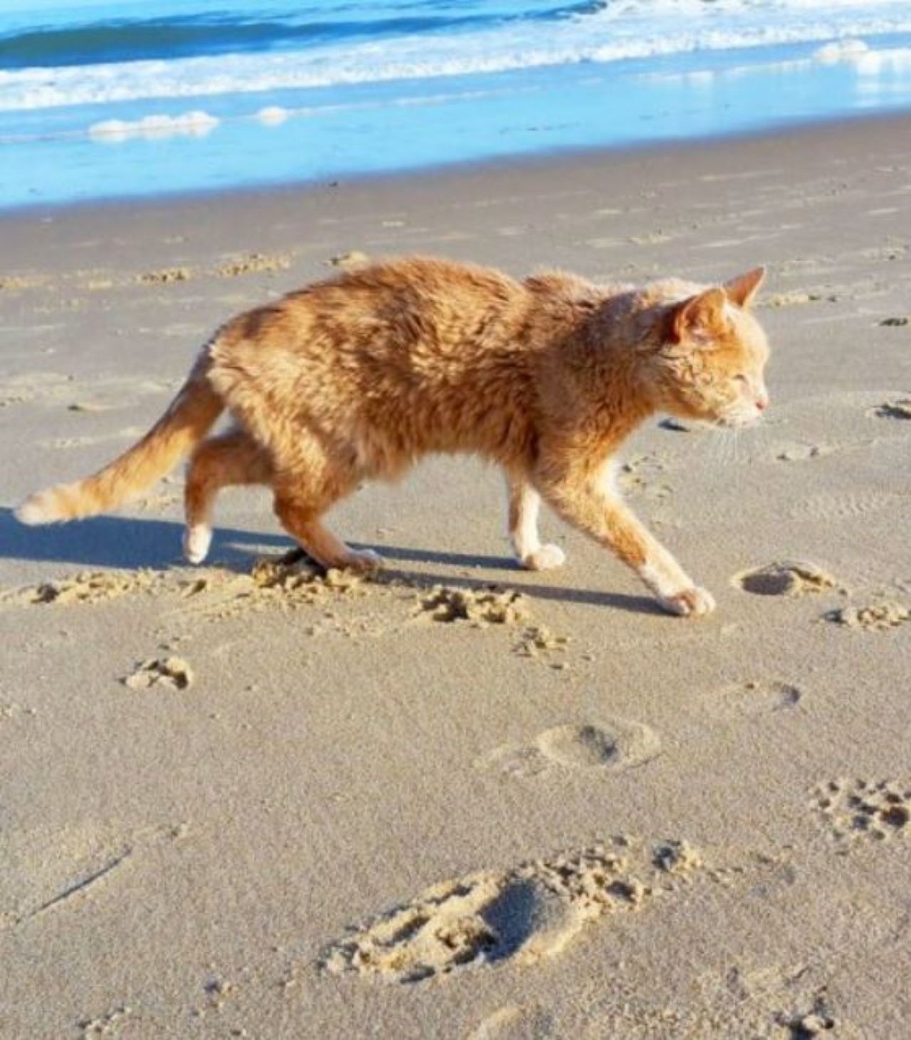 un gatto di nome togger in spiaggia