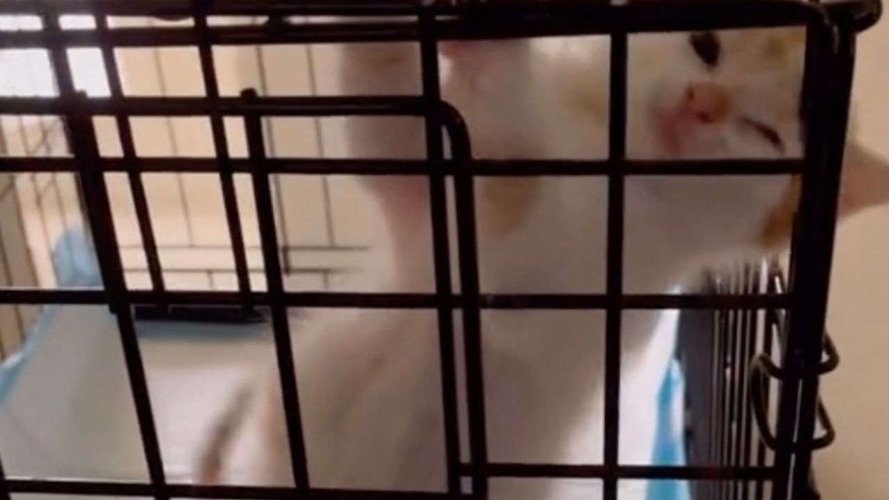 Gattino nella gabbia