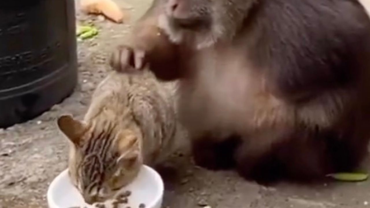 Micio mangia mentre scimmia la guardia