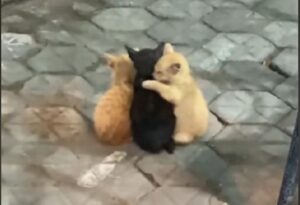 Uniti, sempre: questi gattini sono stati filmati mentre si abbracciavano davanti a un negozio