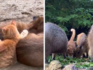 Questo gatto non sa più chi è: la sua famiglia sono dei capybara e si crede uno di loro