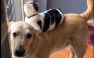 Un legame senza pari: questo gatto e questo cane sono decisamente una squadra vincente (VIDEO)