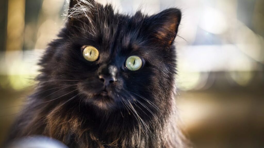 gatto nero con gli occhi gialli