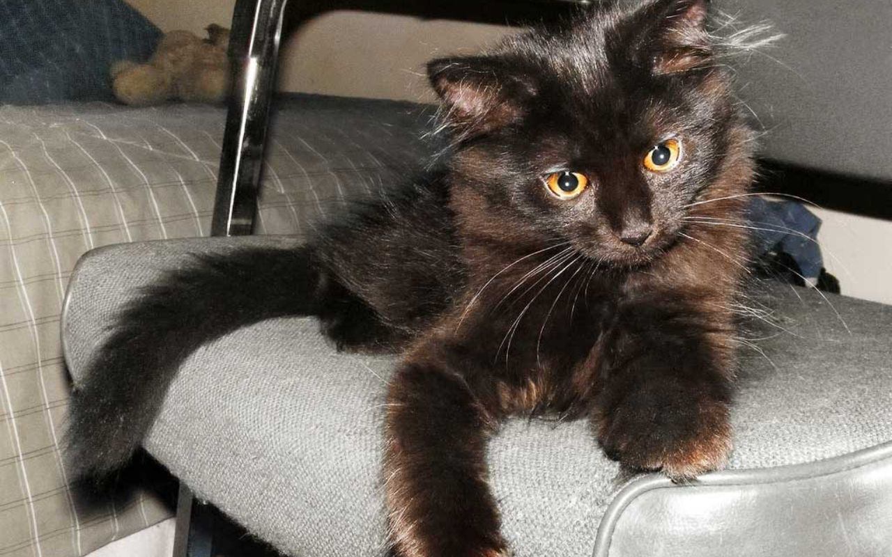 gattino tutto nero che gioca su una sedia