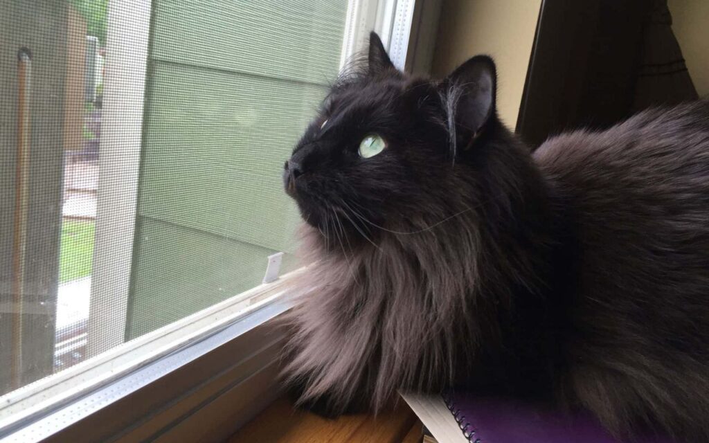 gatto che riposa sul davanzale della finestra