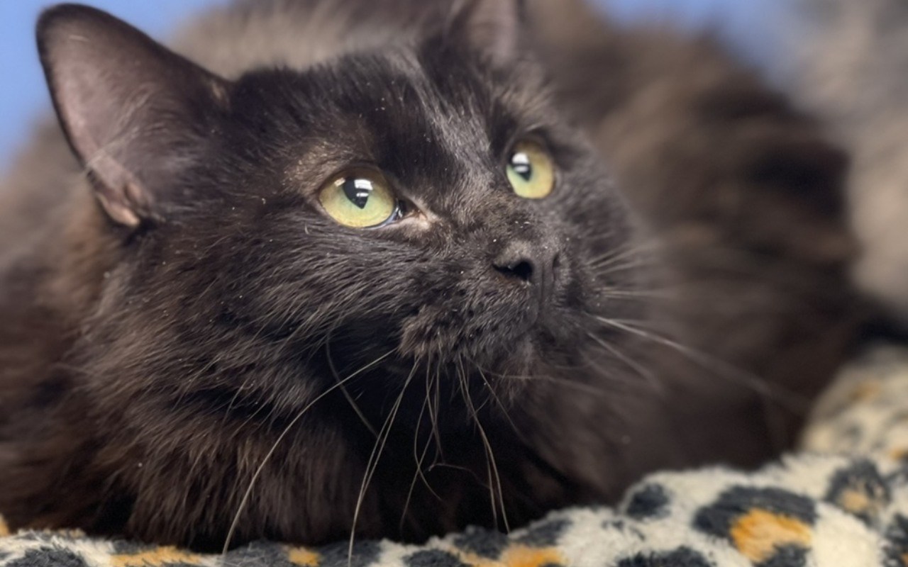 gatto nero con gli occhi verdi e il pelo lungo