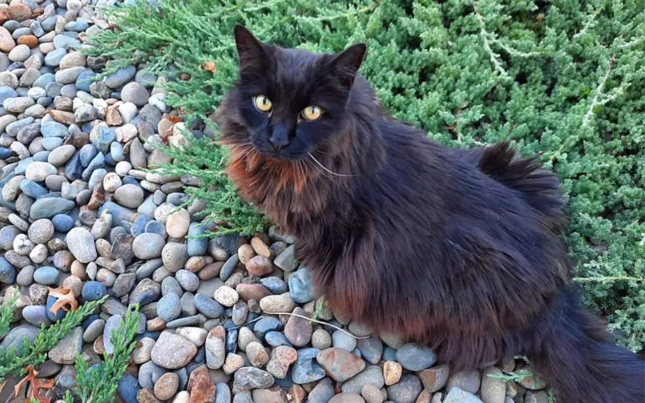 gatto nero che cammina in giardino e si diverte all'aria aperta