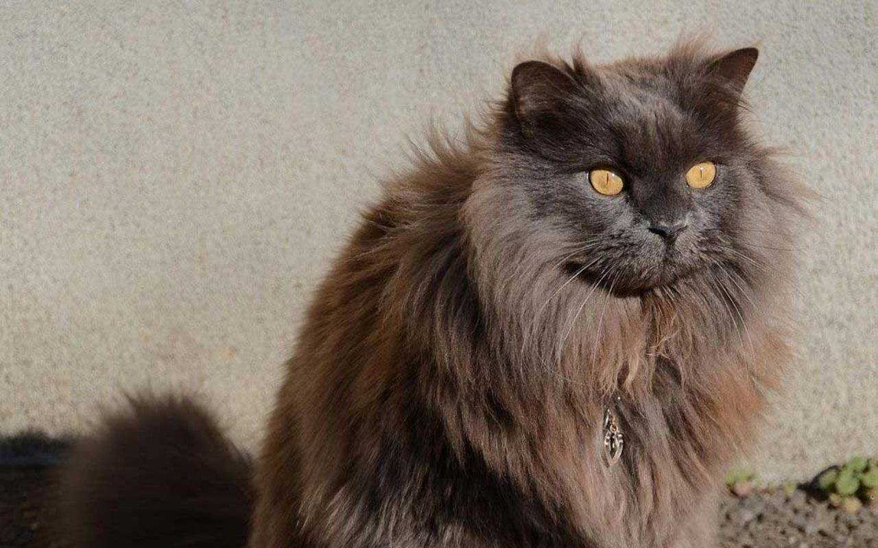 gatto di razza con il pelo scuro e molto lungo