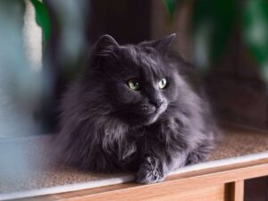 gatto bellissimo con il pelo lungo di colore nero e gli occhi gialli