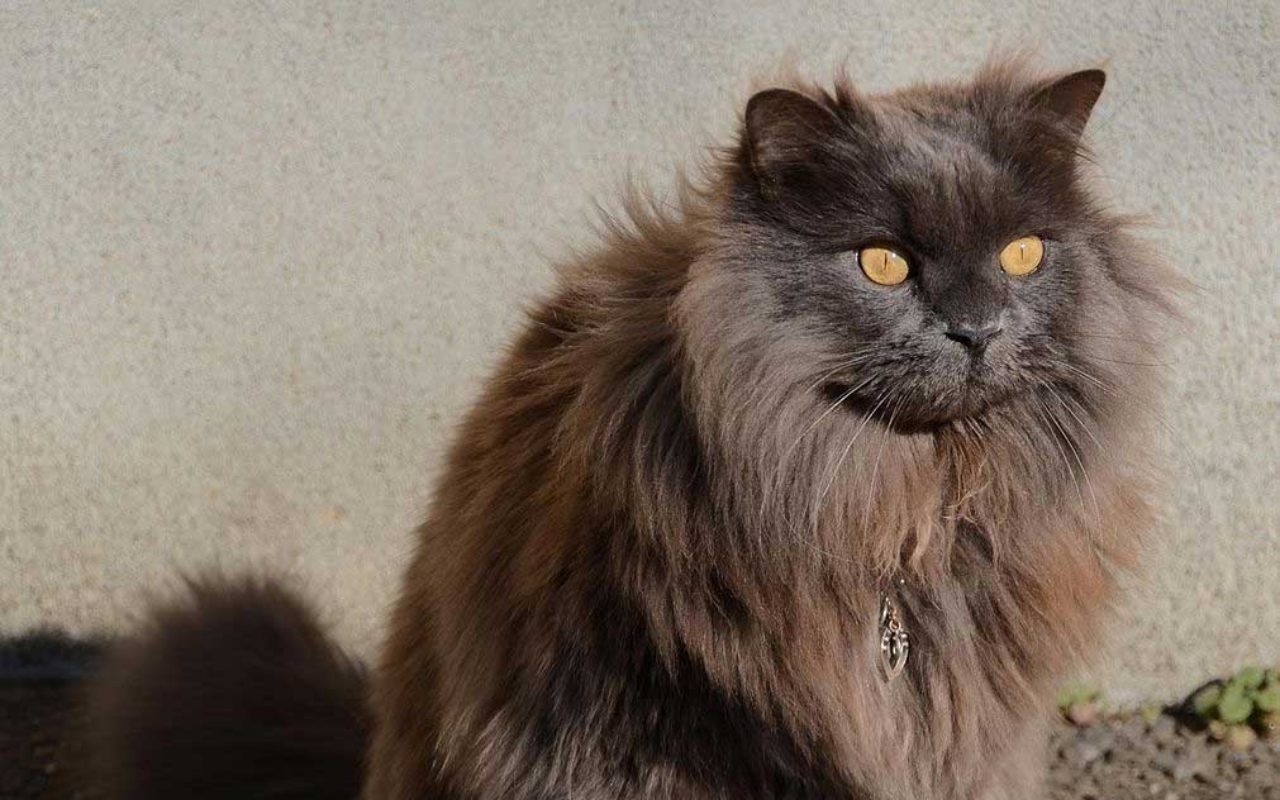 gatto con il pelo lungo color marrone cioccolato