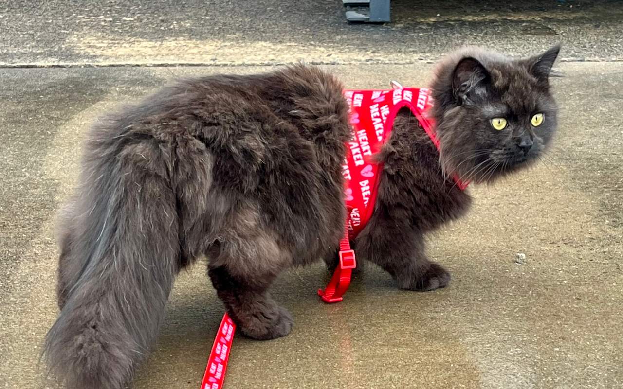 gatto che passeggia in strada con guinzaglio e pettorina