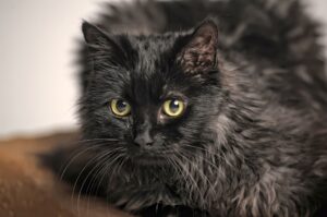 gatto a pelo lungo di colore molto scuro con gli occhi gialli