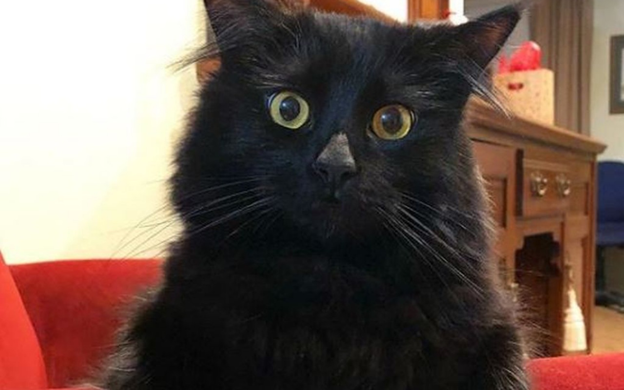 gatto nero con il muso simpatico