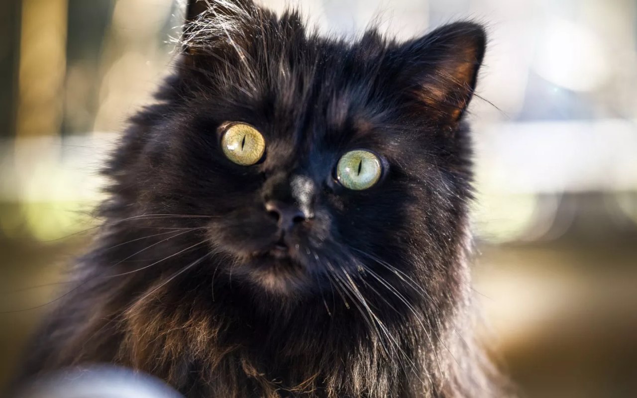 gatto nero con gli occhi gialli e rotondi
