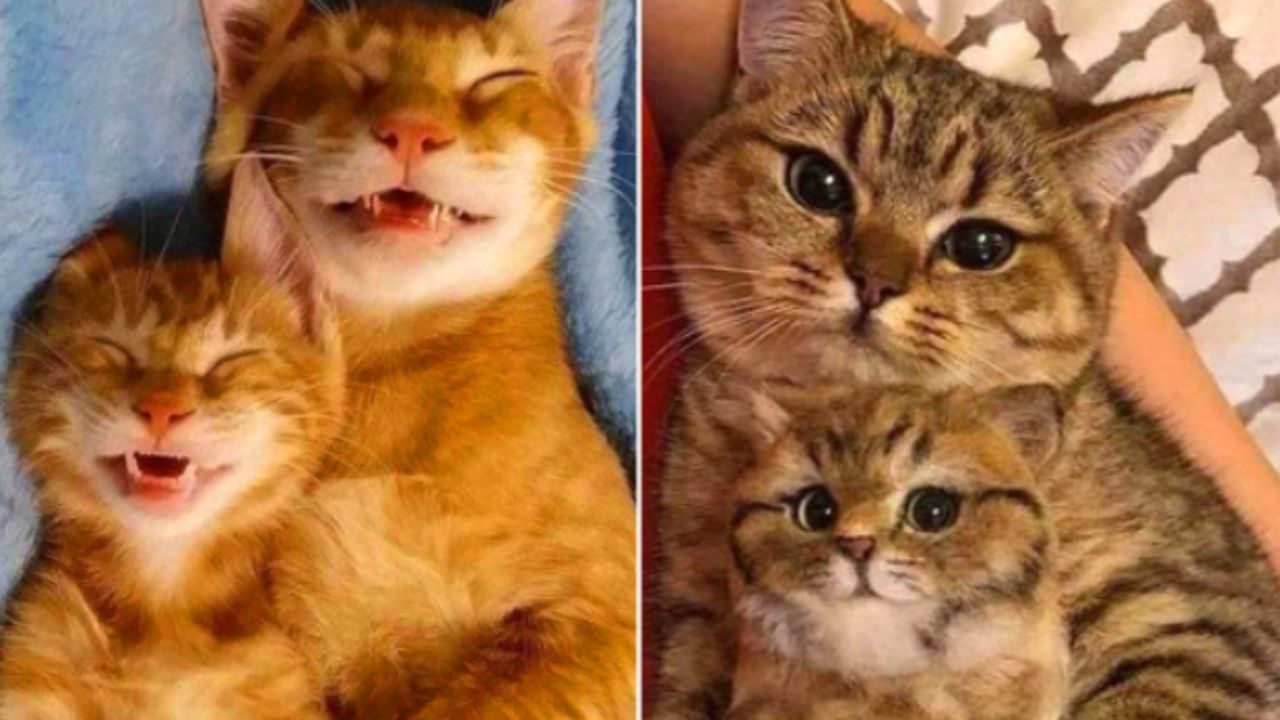 gattini identici alle mamme