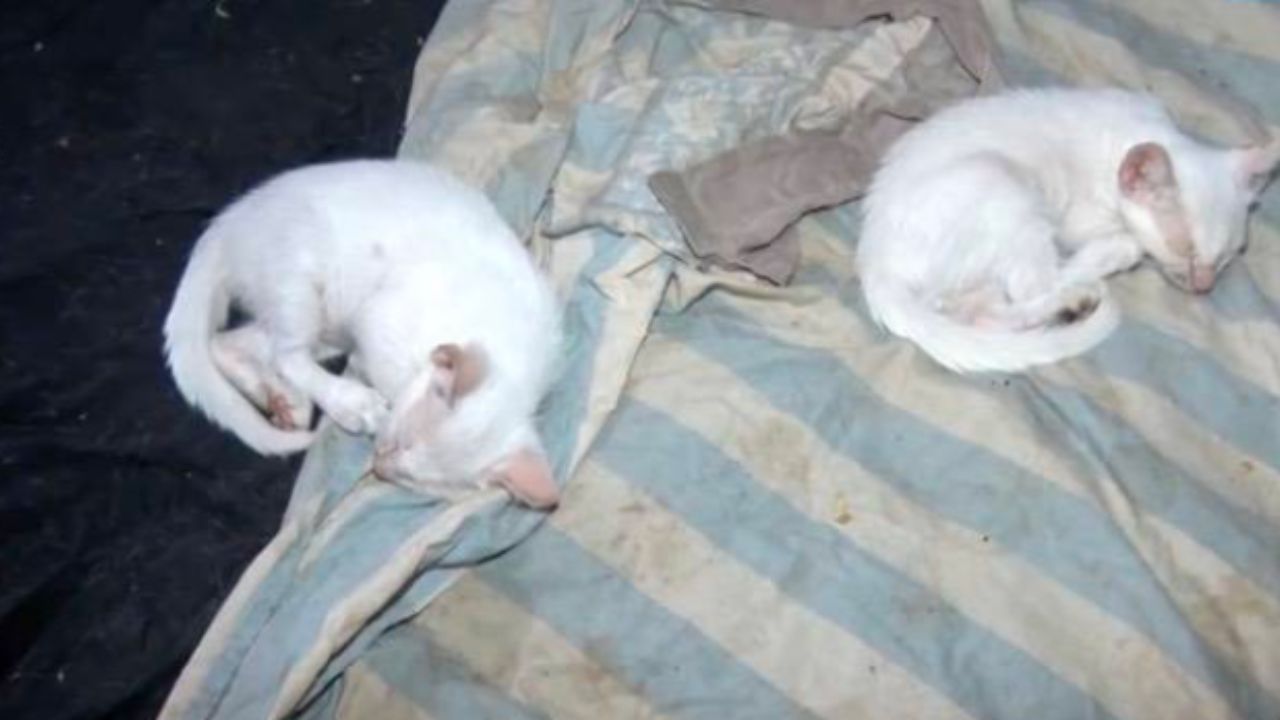 gatti accoccolati sul letto