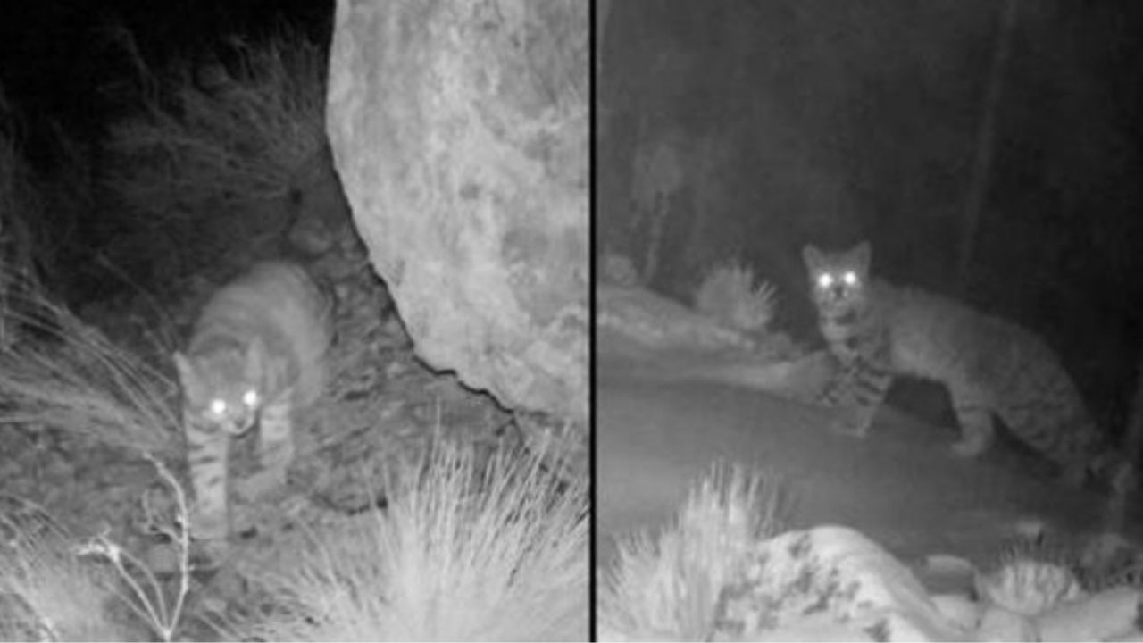 Un gatto particolare