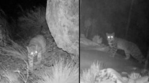 Una notizia incredibile: hanno avvistato questo gatto che era creduto estinto