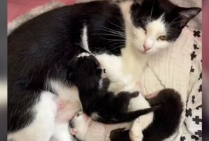 “Puoi occuparti anche di loro?” Il volontario presenta dei gattini orfani a una dolcissima mamma gatta