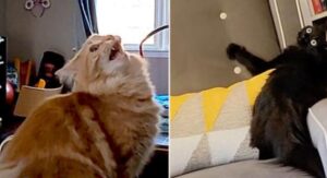 “Come ho fatto a trovare dei gatti così strani”? La domanda fa ridere tutto il web