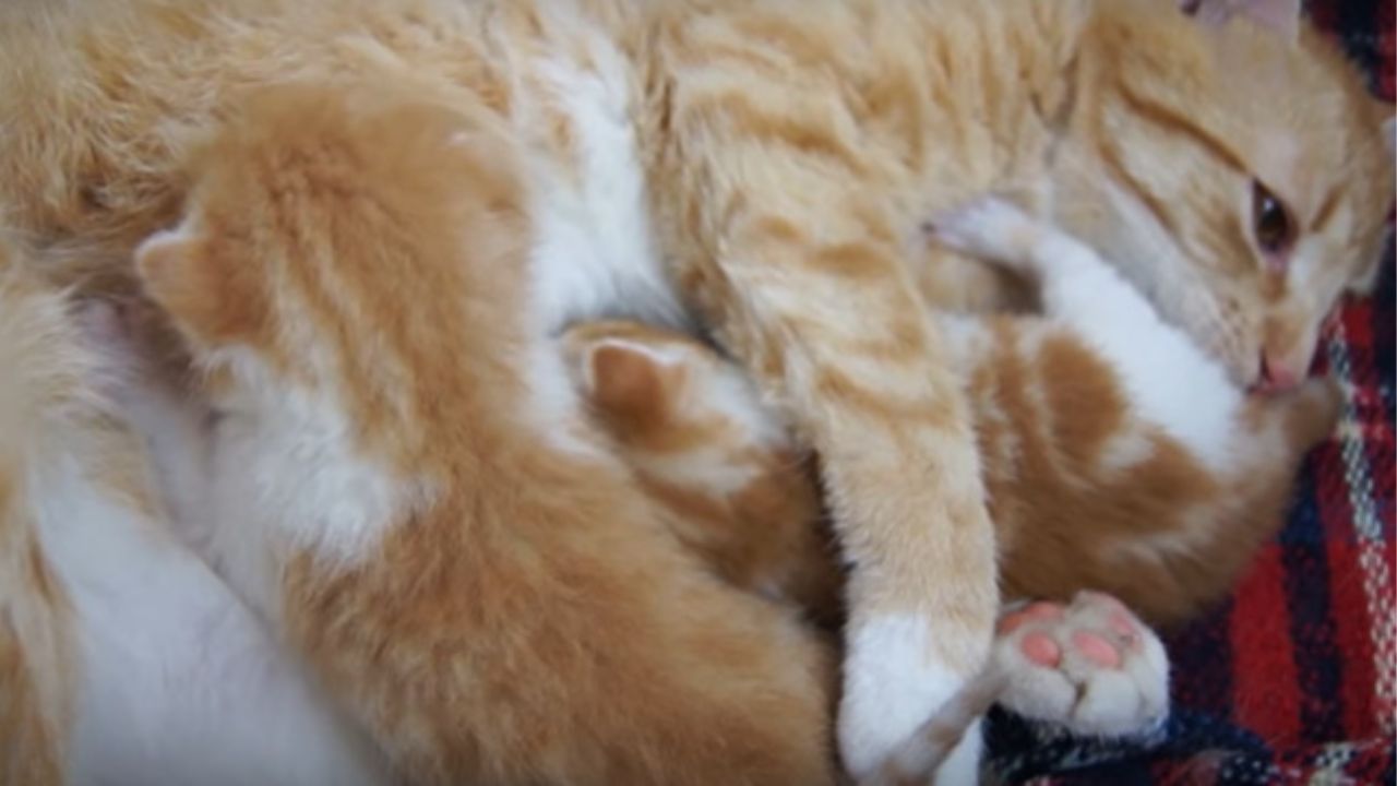 gatti che abbracciano la loro mamma