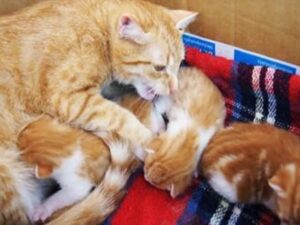 Educazione felina: questa mamma gatta è stata beccata a “parlare” con i suoi piccoli