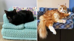Due gatti viziati: i loro genitori umani hanno iniziato a realizzare per loro dei divani all’uncinetto