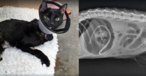 la radiografia di una gattina