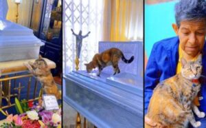 La gattina commuove tutti dando l’ultimo salute al suo padrone: erano inseparabili (VIDEO)