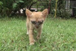 Questo gattino cieco aveva solo un desiderio: rivedere la sua adorata mamma