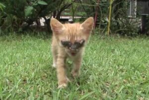 Questo gattino cieco aveva solo un desiderio: rivedere la sua adorata mamma