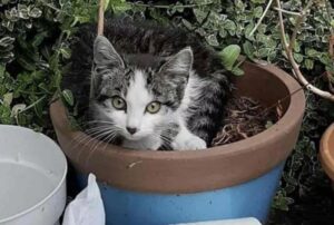 Un bellissimo gatto rosso salva un gattino per strada: il suo padrone a quel punto non ha alternative