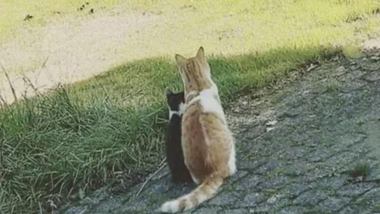 gattino trova nuovo amico