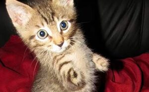 Il gattino randagio senza zampe respirava a malapena quando lo hanno trovato nell’erba