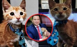Lui è l’Avvocato, il gatto che ha bussato a un ufficio legale ed è diventato parte della squadra (VIDEO)