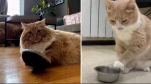 Il gatto intelligente sa come far capire alla sua mamma e al suo papà che è tempo di mangiare