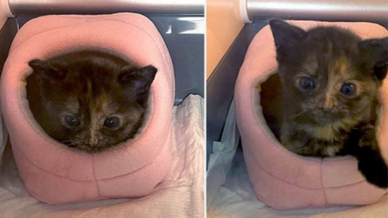Liliana la gattina nel lettino rosa di un criceto