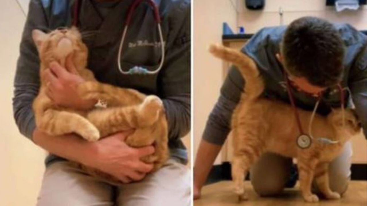 Un gatto di nome Nemo con un veterinario