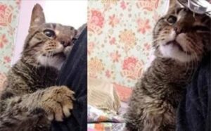 In gattile, questo gatto di 16 anni scopre una nuova vita insieme a un gatto di 18 anni