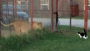 Sprezzante del pericolo, questo gattino decide si sfidare un enorme leone