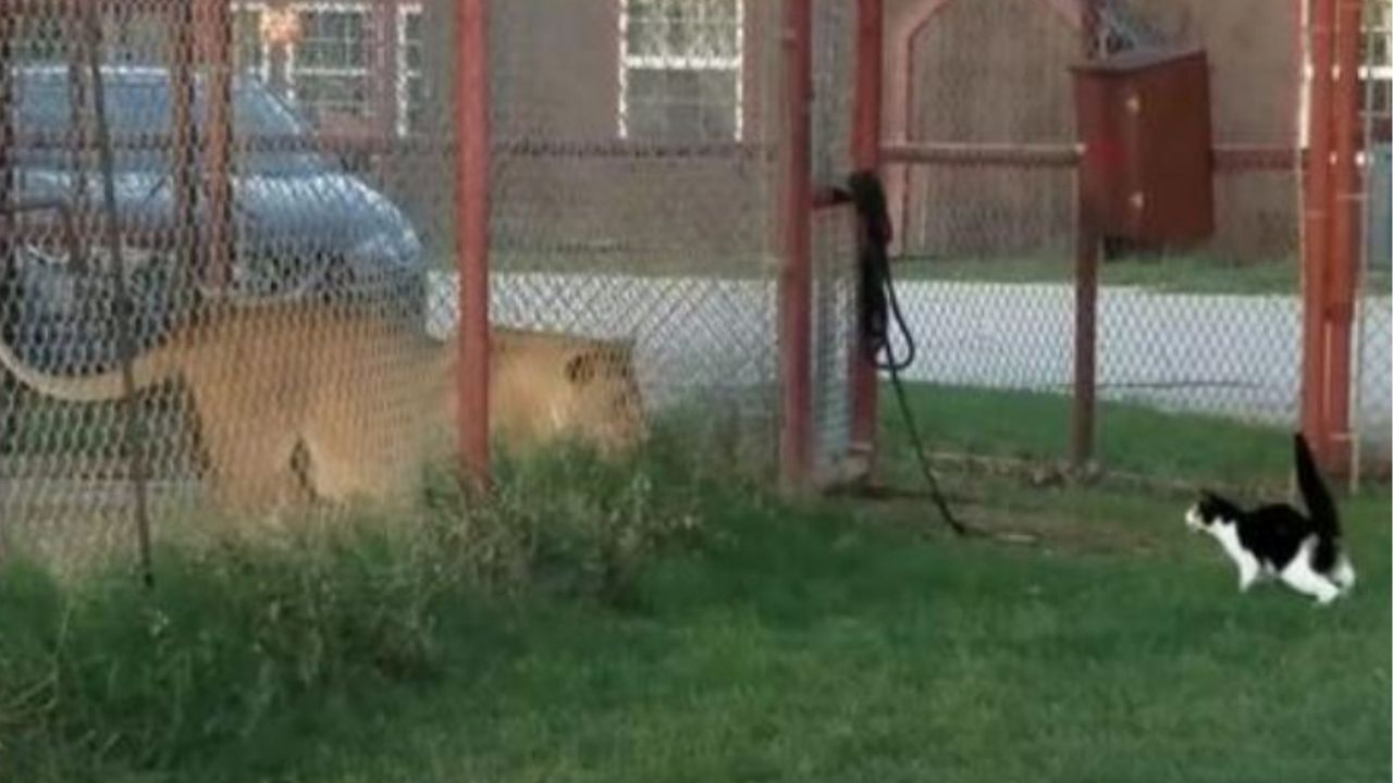 Una leonessa con un gatto