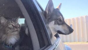 Questo husky ha scelto il suo gattino da portare a casa dal rifugio