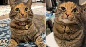 La donna porta a casa un gatto che dopo pochissimo tempo impara a dire una parola speciale