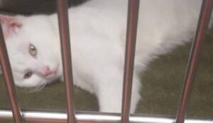 Sembrava essere destinato a giacere privo di vita. Invece questo gatto ha una seconda chance