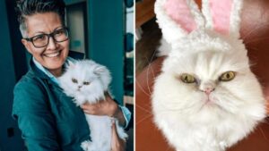 Questa donna adotta un gatto anziano e scopre con sorpresa che ha una dote speciale